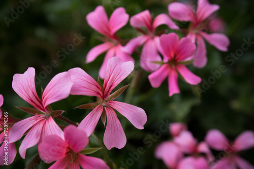 Pink Flowers In The Garden. Nature Background Image