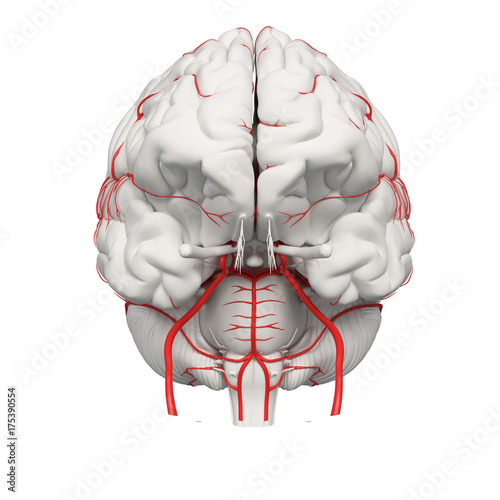 3d rendered medically accurate illustration of the brain arteries photo