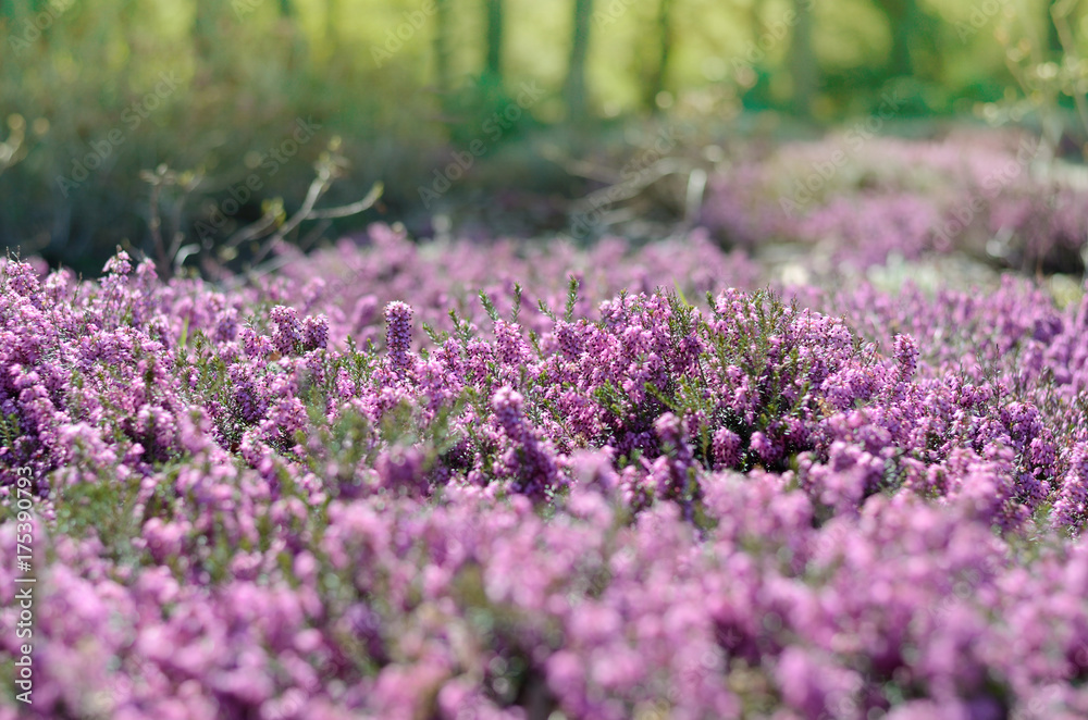 Obraz premium Beautiful purple heather cover in a field full of spring sunlight. Soft focused natural seasonal background