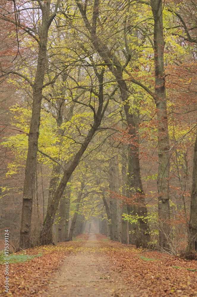 Obraz premium Fall in the wood