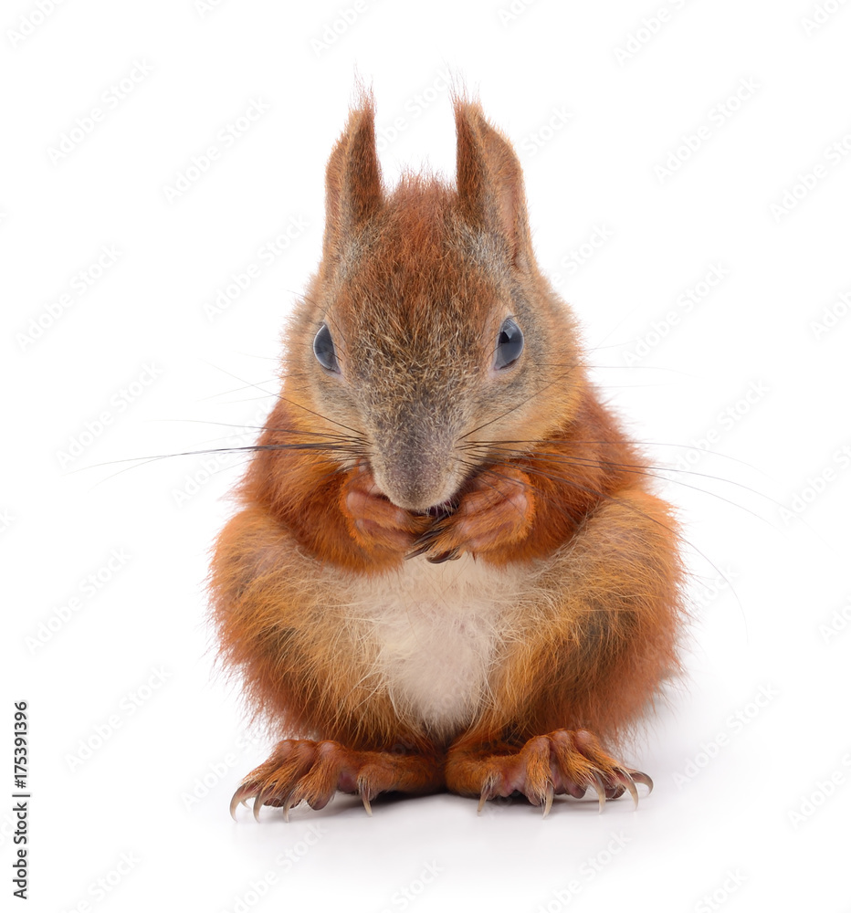 Fototapeta premium Eurasian red squirrel.