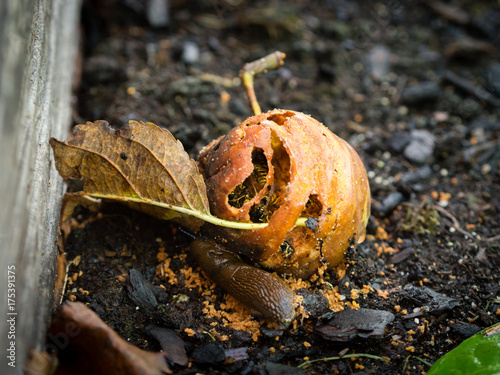 windfall apple holed by wasps photo