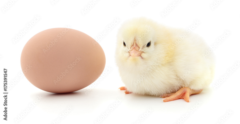 chicken and egg