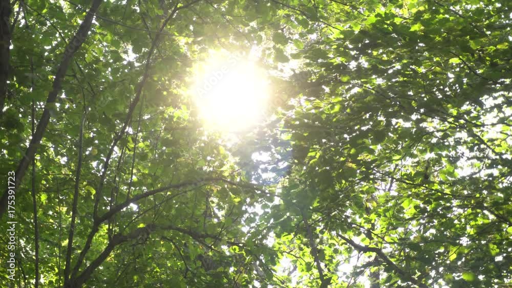 forest trees in sunlight