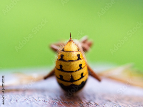 hornet sting