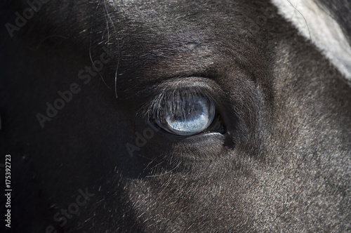 Detail of blue horse eye
