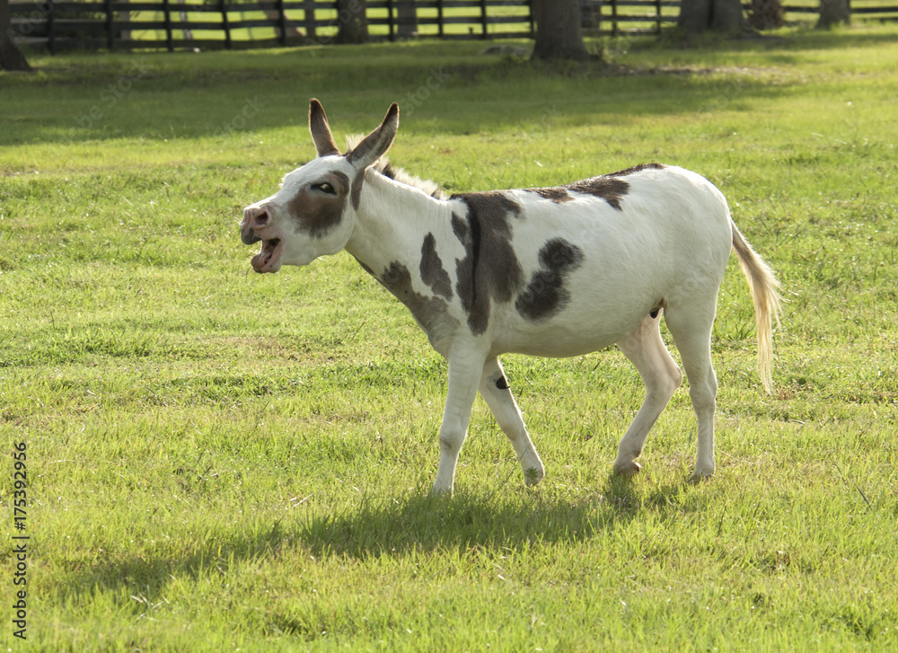 spotted miniature donkey