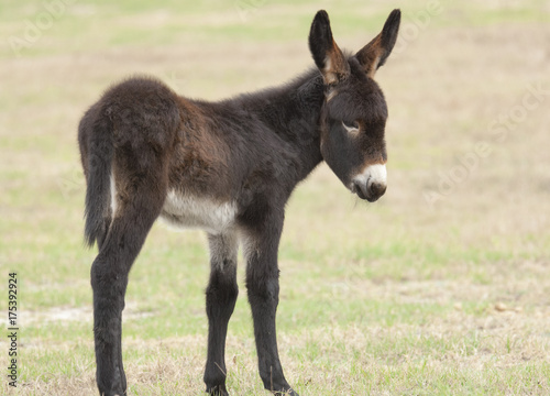 Rare Poitou donkey foal