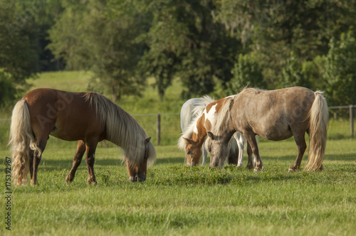 Miniature horse herd family grazes