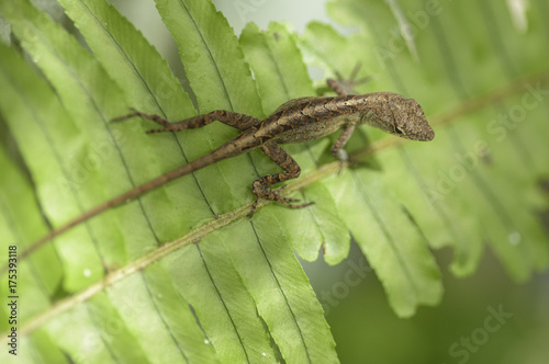 Cuban Brown Anole lizard - Anolis sagrei on fern leaf