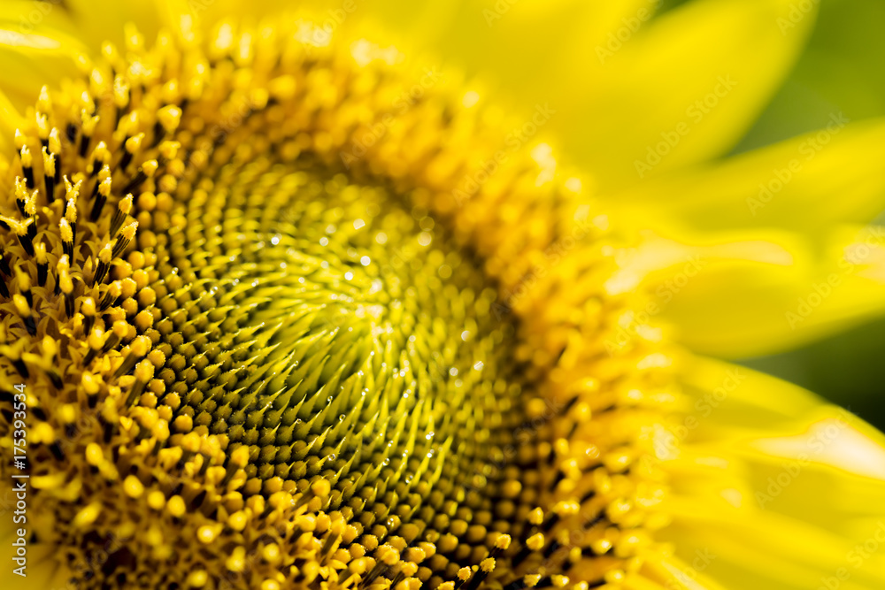 Vibrant yellow and orange macro of a sunflower Vibrant yellow and orange macro of a sunflower