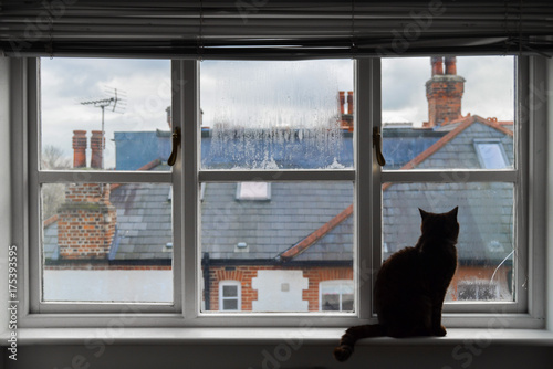 The curious cat