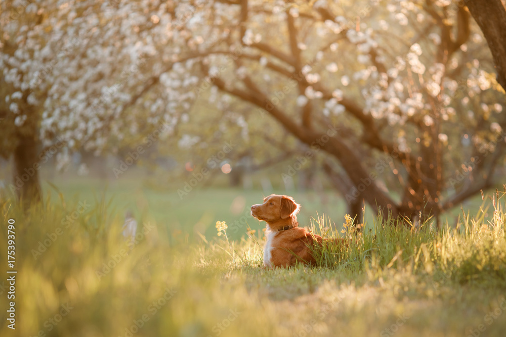 Dog Nova Scotia duck tolling Retriever in an Apple orchard Dog Nova Scotia duck tolling Retriever in an Apple orchard