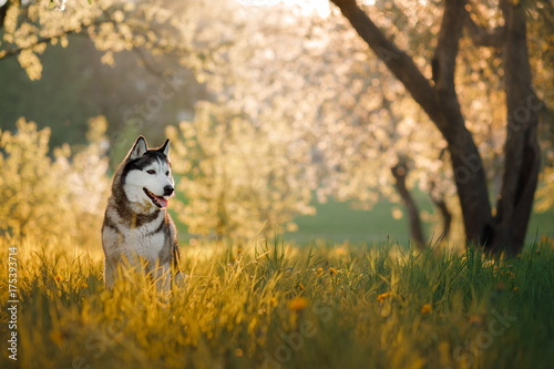 Fototapeta Naklejka Na Ścianę i Meble -  Dog Siberian husky in the Apple orchard