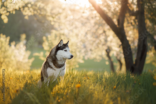 Fototapeta Naklejka Na Ścianę i Meble -  Dog Siberian husky in the Apple orchard