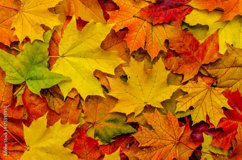 Autumn Colorful Maple Leaves Background