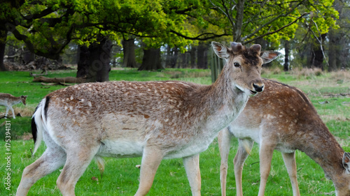 deer