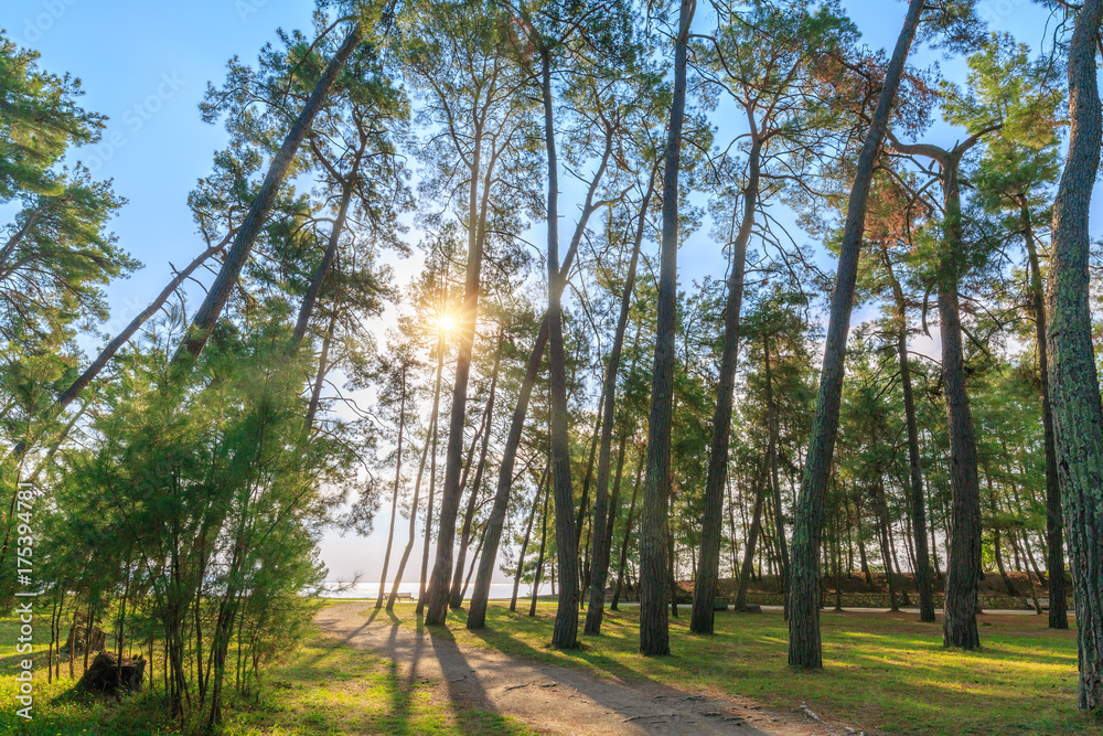 Fototapeta premium Rays of the sun make their way through the trunks of tall pines growing on the seashore