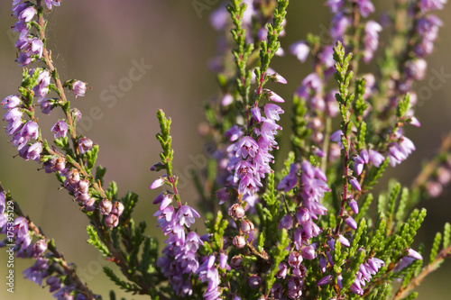 heather in purple and green