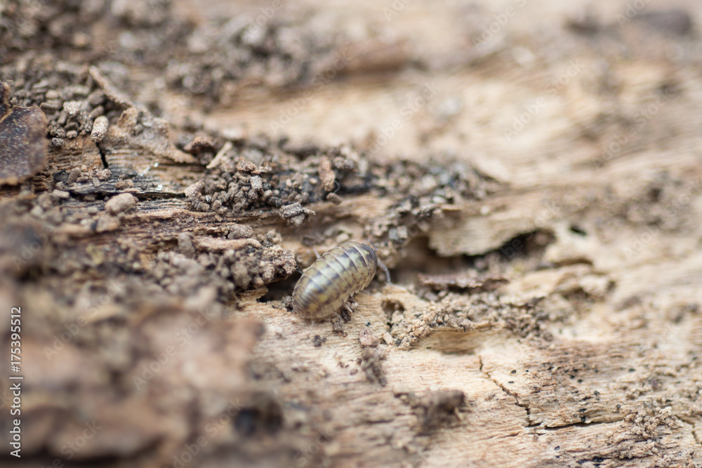 Close view of a upside down pill bug on the nature