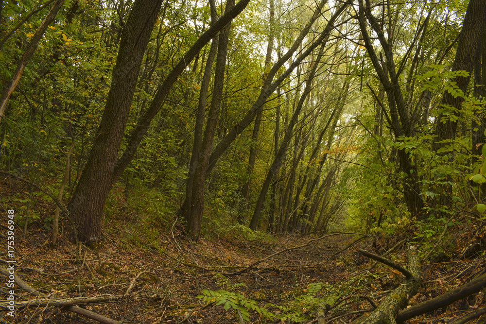 Fototapeta premium Ров в лесу