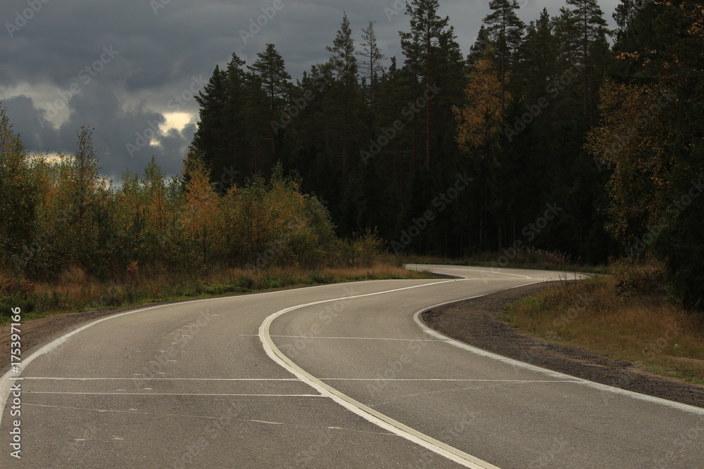 Fototapeta premium highway in the forest