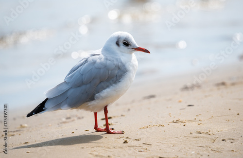 Junge Möwe am Strand