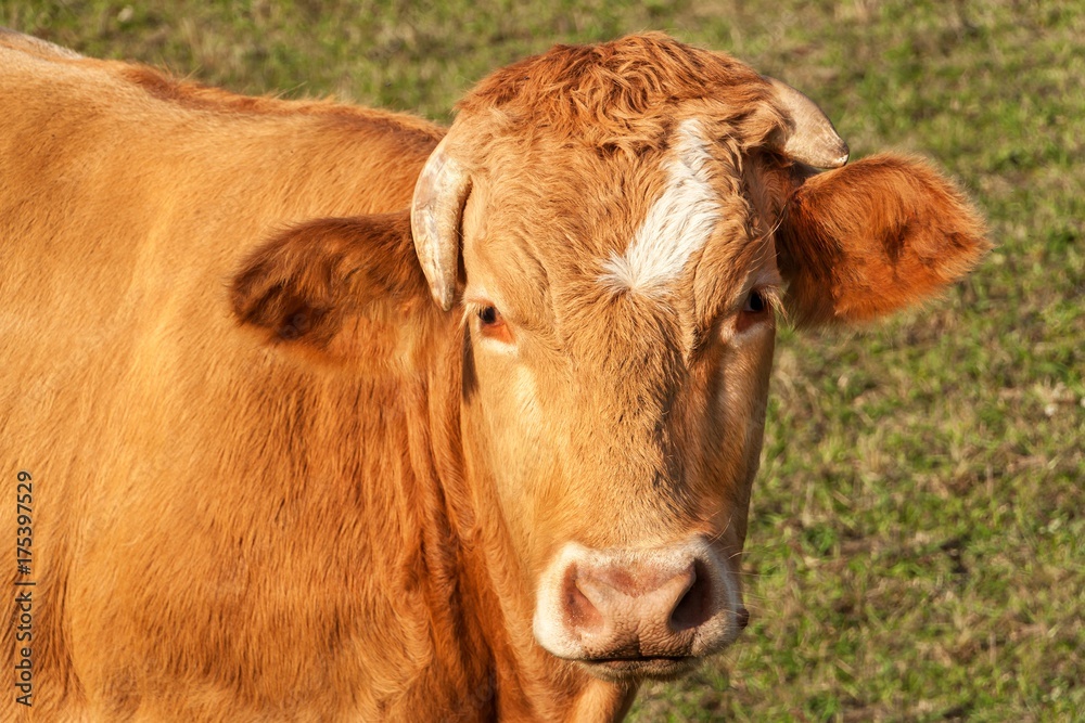 Close-up view of cow's head. Evening in the pasture. The cow is looking into the lens.