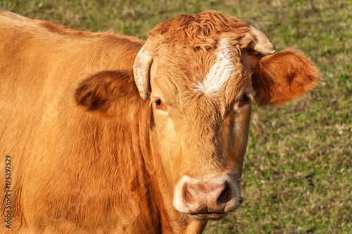 Close-up view of cow's head. Evening in the pasture. The cow is looking into the lens.