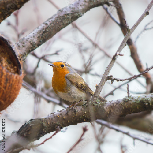 Robin (Erithacus rubecula) sitting on a branch in winter at the feeding place © 2xwilfinger