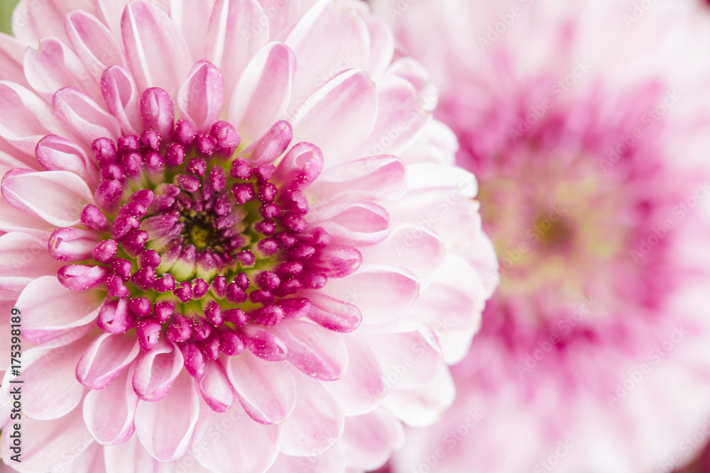 Macro of vibrant pink flowers with pastel petals Macro of vibrant pink flowers with pastel petals