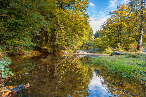 Fototapeta Naklejka Na Ścianę i Meble -  Autumn landscape with colorful forest.