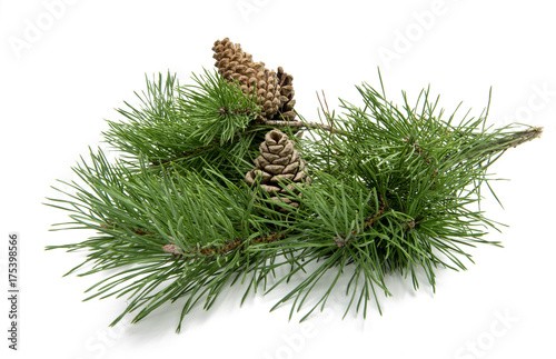 branch of pine with cones isolated