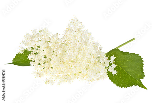 Elderberry flowers with leaves on a white background