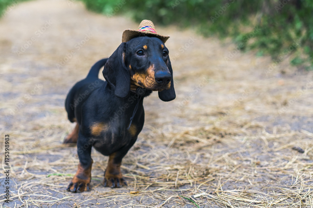 lovely portrait of a dog (puppy) breed dachshund black tan, in the cap of a cowboy in the green forest lovely portrait of a dog (puppy) breed dachshund black tan, in the cap of a cowboy in the green forest