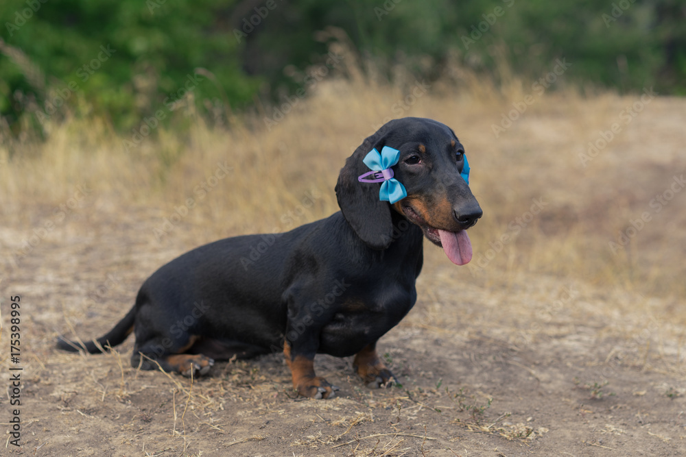 lovely portrait of a dog (puppy) breed dachshund black tan, with blue bow-knot on the ears in the autumn park