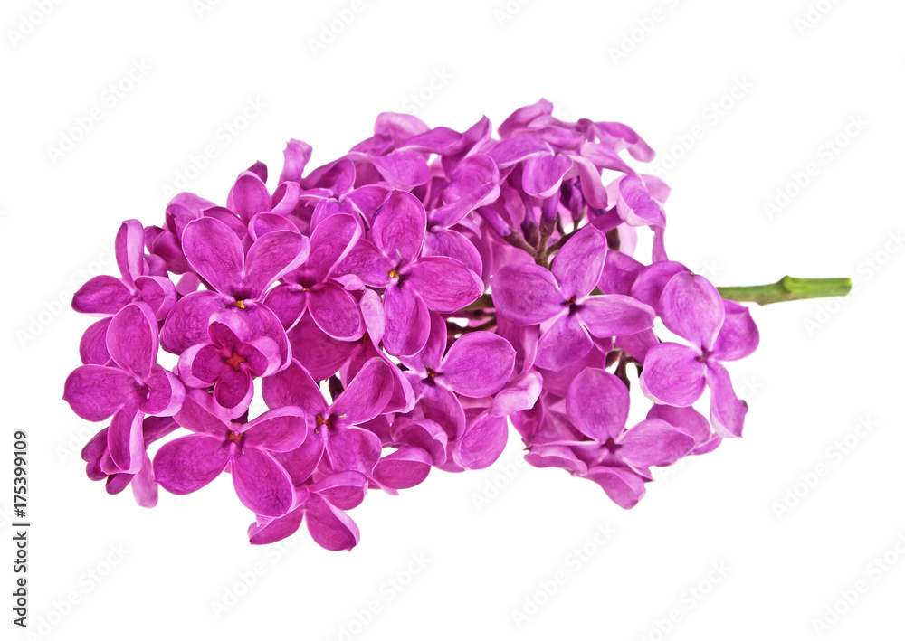 Lilac flower isolated on a white background