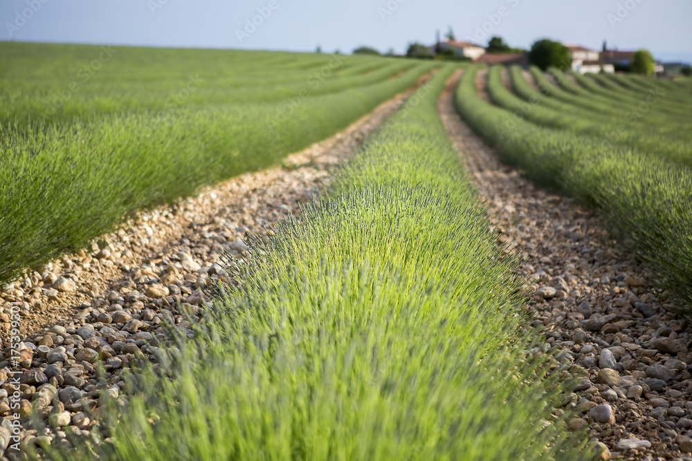 Lavender fields in early summer