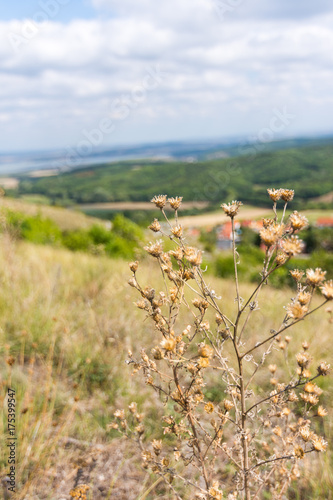 Thistles with landscape of near village, meadow and forest photo