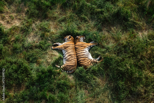 Two adult tigers nestled together while napping photo