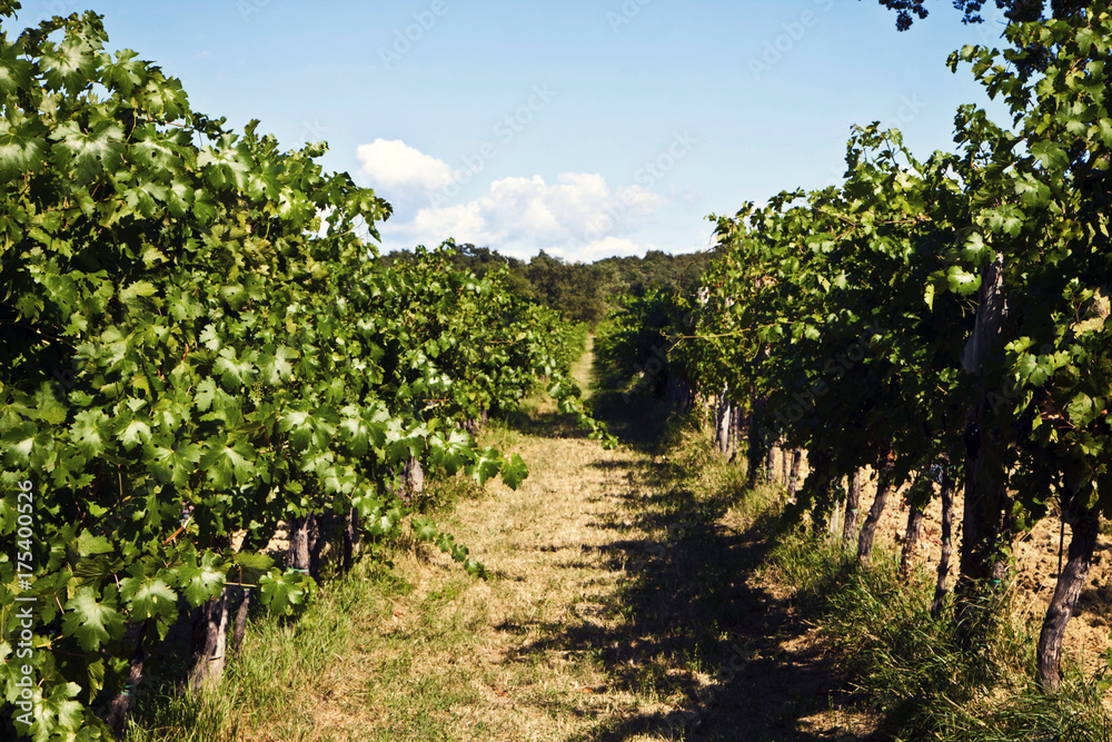  vineyard in summer, plant arrays.