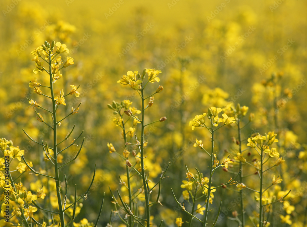Field of yellow Rapeseed Field of yellow Rapeseed