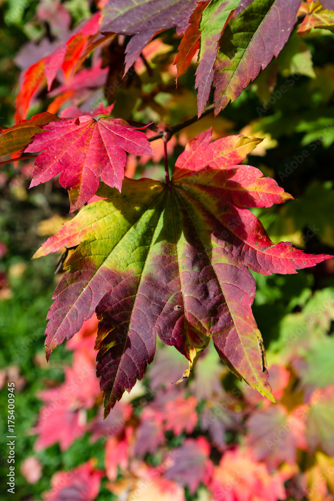 Multi colored leaves on an Acer during the fall Multi colored leaves on an Acer during the fall