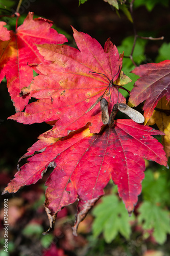 Red Maple leaves on a tree during the fall