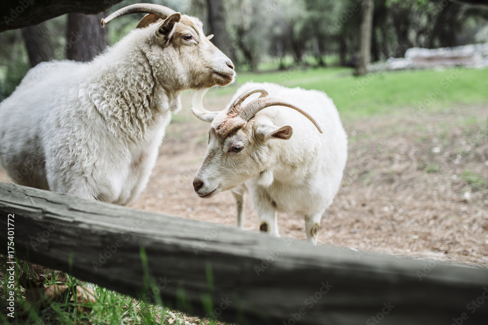Two goats near a fence