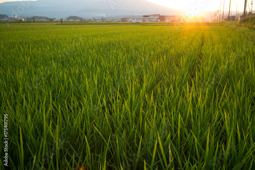 Sunset of a Rice Paddy