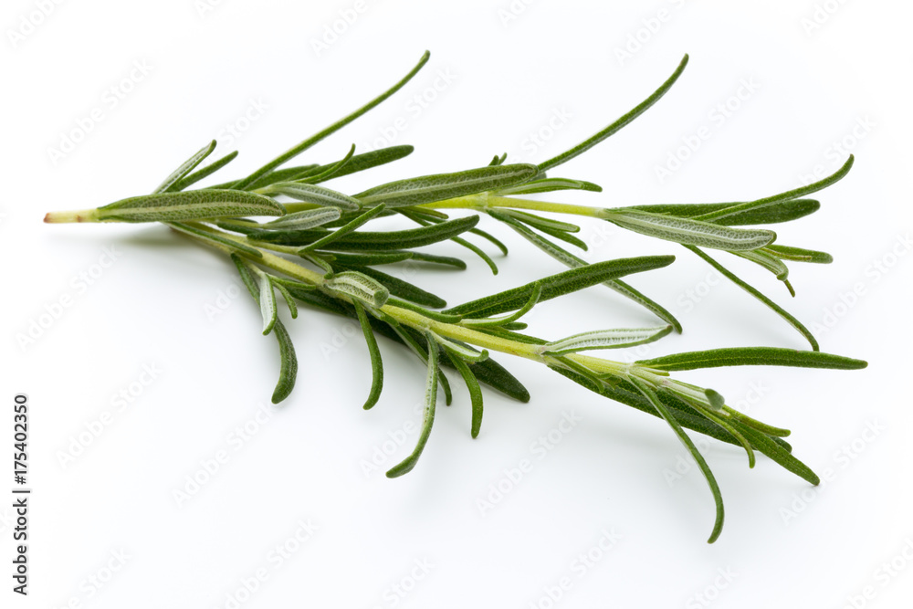 Fototapeta premium Rozmaryn na białym tle na białym tle, widok z góry.