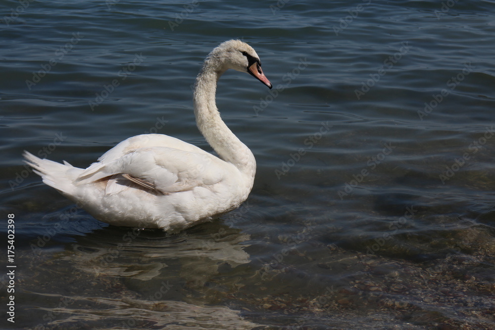 White swan on shore of lake Balaton, Tihany Peninsula, Hungary White swan on shore of lake Balaton, Tihany Peninsula, Hungary