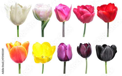 Fototapeta Naklejka Na Ścianę i Meble -  Variety of colors of tulip flowers. Color palette is an example of the color change in tulip flowers. Set of different tulip flowers isolated on white background