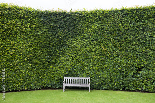 wooden garden bench on a lawn and beech hedge photo